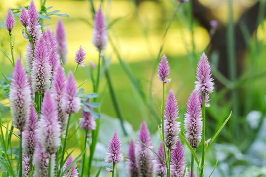 Celosia is a small genus of ornamental annual plants. Its species are commonly known as woolflowers, or, if the flower heads are crested by fasciation, cockscombs.