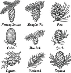 Hand-drawn illustrations of various pine trees and cones   © Iry