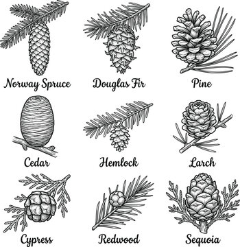Hand-drawn illustrations of various pine trees and cones  