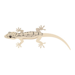 Fototapeta premium Common house gecko lizard reptile vector illustration