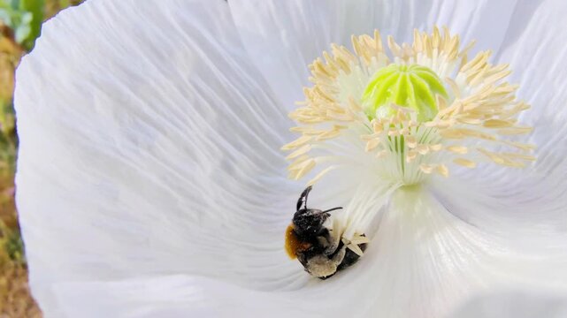 A bee sipping nectar from a white poppy