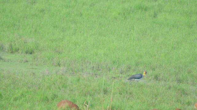 A cinematic shot of a rare painted stork and a group of barasingha swamp deer grazing in the vibrant green grasslands of an Indian national park.