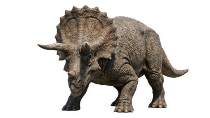 triceratops dinosaur on transparent background prehistoric animal © ATIQULISLAM