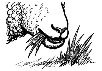 Vintage Hand Drawn Merino Sheep and Ram Sketch Vector Illustration Bundle for Farm, Agriculture, and Wool Industry Branding © Az to Design