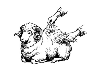 Vintage Hand Drawn Merino Sheep and Ram Sketch Vector Illustration Bundle for Farm, Agriculture, and Wool Industry Branding © Az to Design