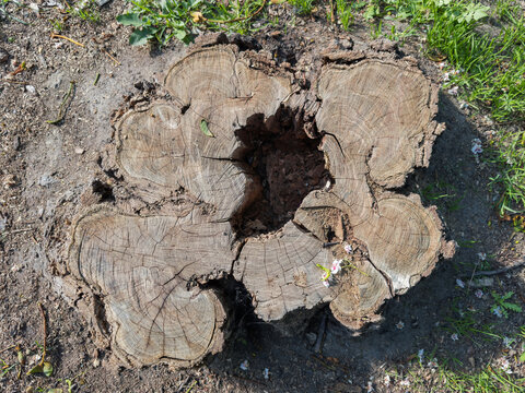 Stump of old black locust tree, top view against ground