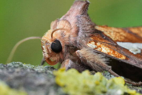 Intricate Macro View of a Brown Gold spot moth, Plusia festucae with Detailed Eyes and Furry Body on Textured Surface