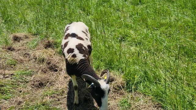 Close-up footage of a horned Jacob sheep with its characteristic black-and-white coat standing in a vibrant green meadow in the canton of Bern, Switzerland, captured on a bright sunny spring day, Bern