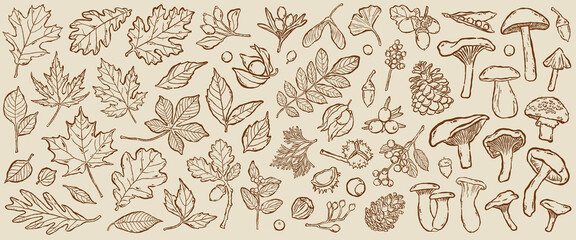 Hand drawn autumn leaves, berries and forest mushrooms illustration set. Cute doodle sketch of fall oak leaf, maple samara seeds, chanterelle, chestnut, physalis. Quirky imperfect ink line aesthetic © curly
