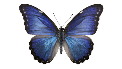 Blue Morpho Butterfly with Iridescent Wings © Ophelia