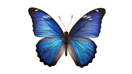 Blue Morpho Butterfly with Iridescent Wings © Ophelia