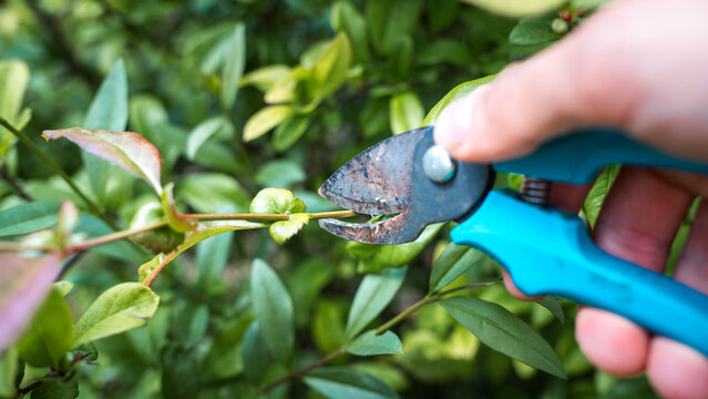 Pruning fresh bush stems using bypass garden secateurs in spring backyard outdoor, copy space