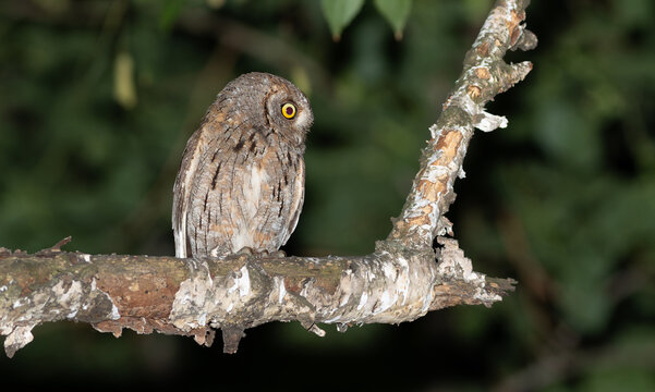 Camouflage posture of a Eurasian scops owl on a branch at night