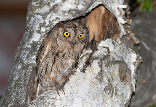 Calling Eurasian scops owl (Otus scops) with open beak perched on a tree at night.