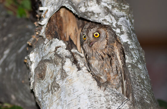 Calling Eurasian scops owl (Otus scops) with open beak near a tree hollow at night