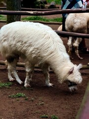 Fototapeta premium Close up of a domestic alpaca with long white wool in a safari park or petting zoo.