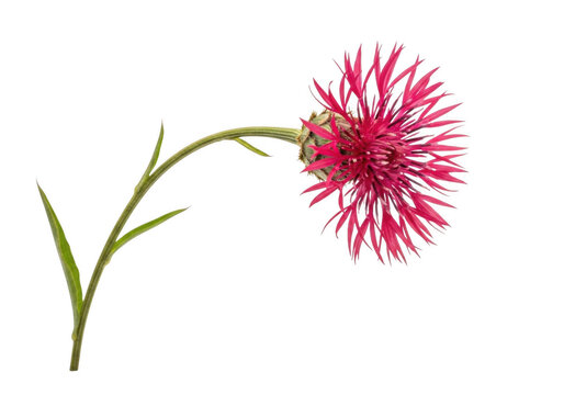 Single magenta knapweed flower with a green stem and leaves, isolated against a solid black background, close-up botanical view