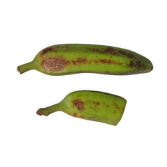 Whole and sliced green cooking plantain fruit with brown spots © Rubina
