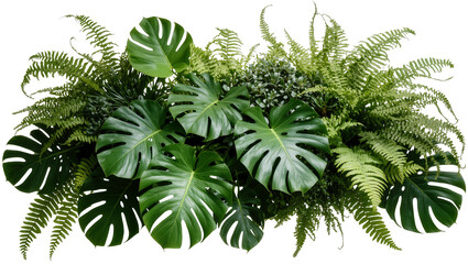 Monstera Deliciosa and Ferns Lush Greenery Arrangement © Paul