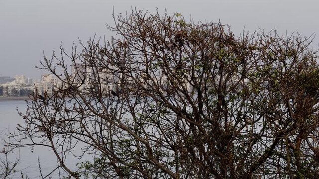 Mumbai Versova Tree branches against blue sky