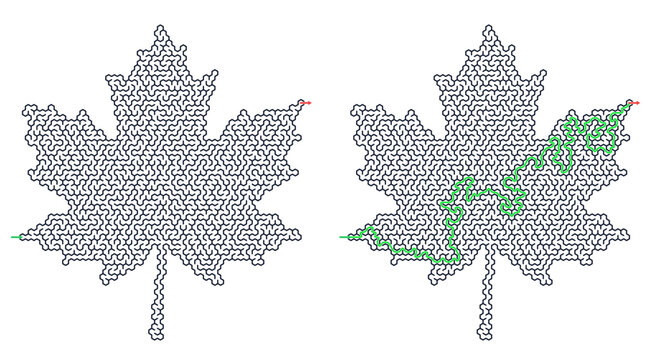 Maple leaf shaped labyrinth game grid vector. Puzzle games for workbook with solution path. Line art illustration isolated on transparent background