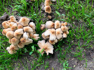 Fototapeta premium Mushroom colony appears across moist ground surrounded by vegetation and earth. Concept of natural cycles, decomposition, and forest life.