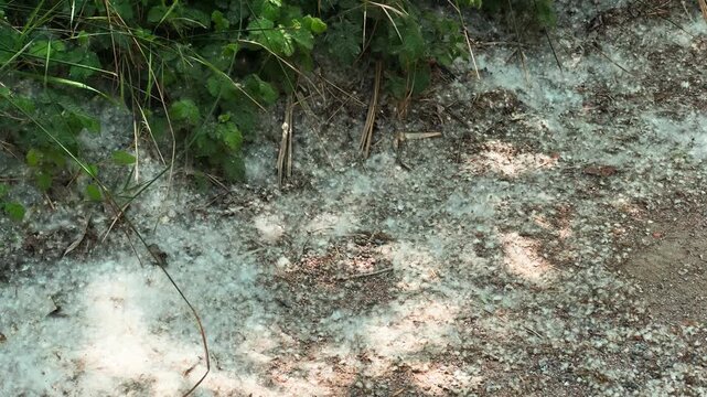 Close-up of poplar fluff lying on the ground in the city. Seasonal allergies, spring pollen and urban environment concept. High quality 4k footage