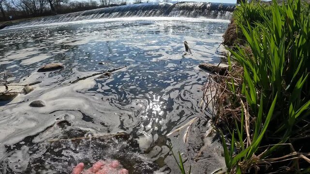 POV fisherman safely releasing European chub [Squalius cephalus] back into river water, catch and release conservation concept