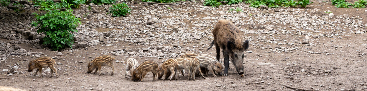 wild boars