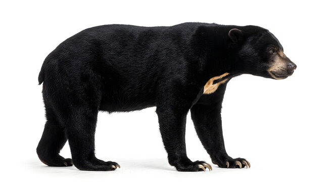 Malaienb&auml;ren