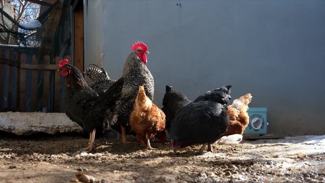 Colorful chickens feeding together in a backyard under bright natural sunlight. Rural farm scene with rustic fence, outdoor poultry life, earthy ground, natural setting, and calm animal behavior.