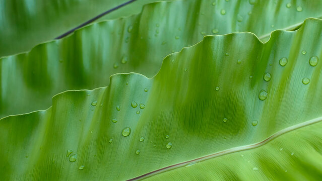 Close-up of vibrant green Bird's Nest Fern fronds (Asplenium nidus), featuring distinct wavy edges and morning dew drops reflecting a fresh, tropical nature aesthetic.