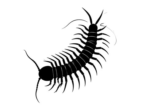 Black silhouette of a multi-legged arthropod with numerous segments and antennae, rendered on a stark white background