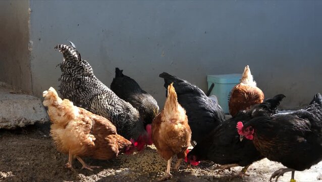 Colorful chickens feeding together in a backyard under bright natural sunlight. Rural farm scene with rustic fence, outdoor poultry life, earthy ground, natural setting, and calm animal behavior.