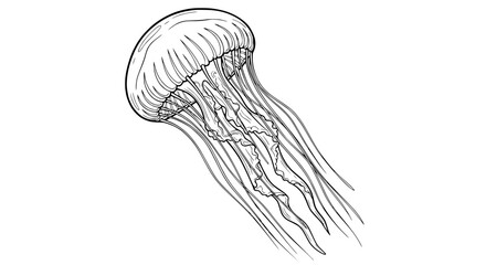 Hand-drawn sketch of a jellyfish floating, isolated on white background, line art. © Rglstrm