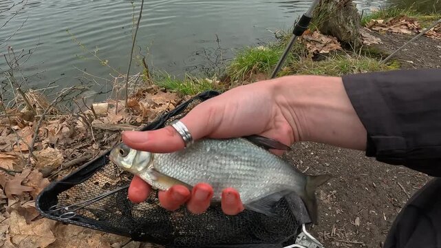 Catch and Release of a Common Bream (Abramis brama) Back into the Lake