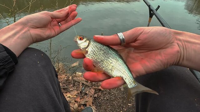 POV Angler Holding a Freshly Caught Common Roach (Rutilus rutilus) on a Fishing Hook