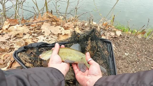 Close-up of a Caught Tench (Tinca tinca) in a Fishing Landing Net on the Ground