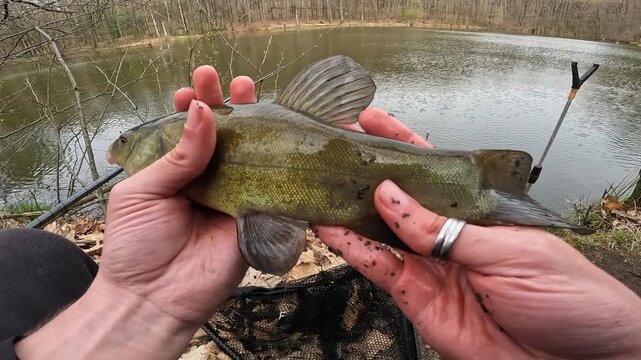 Angler Holding Freshly Caught Tench (Tinca tinca) by a Calm Lake