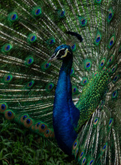 Obraz premium Indian peacock (Pavo cristatus) displaying iridescent tail feathers