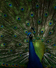 Obraz premium Indian peacock (Pavo cristatus) with fully fanned tail in courtship display