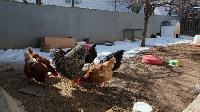 Colorful hens feeding in a snowy backyard under natural sunlight. Rural poultry farm scene with rustic fence, frozen ground, outdoor enclosure, winter atmosphere, and calm domestic animal behavior.