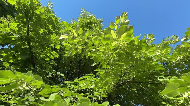 Close-up of a silver linden (Tilia tomentosa) tree canopy, fruits, green leaves and young flower buds under a blue sky. Beautiful lime tree foliage asset for natural and herbal backgrounds videos.