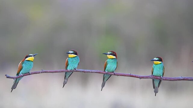 European bee-eaters (Merops apiaster) perched in a row on a branch, preening their colorful feathers and looking around in their natural habitat.