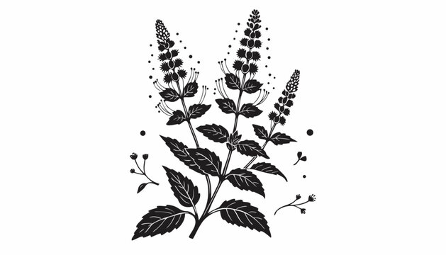 Very beautiful black-and-white engraved vector illustration of peppermint flowers, featuring aromatic medicinal herb leaves, delicate blossoms, wild botanical accents, and detailed engraving style, is