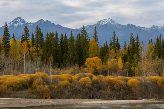 A beautiful autumn forest with bright yellow larches against a backdrop of snow-capped mountains. Tunka Valley. Buryatia, Russia.