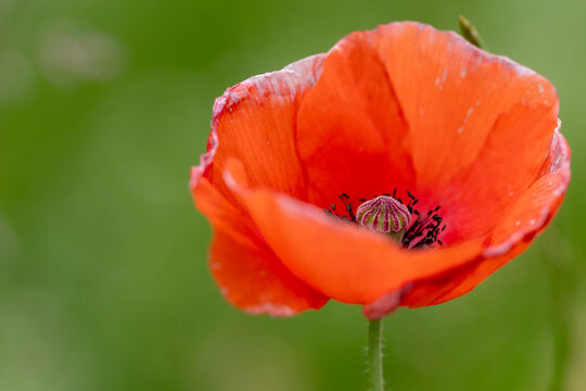 Gros plan d&rsquo;un coquelicot rouge en pleine floraison avec une faible profondeur de champ et un arri&egrave;re-plan vert naturellement flou. Image &eacute;voquant la nature, le printemps, la biodiversit&eacute;.