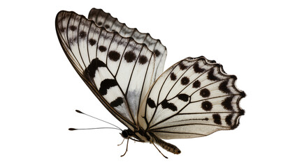 White butterfly with black spots and intricate wing patterns © Sarah