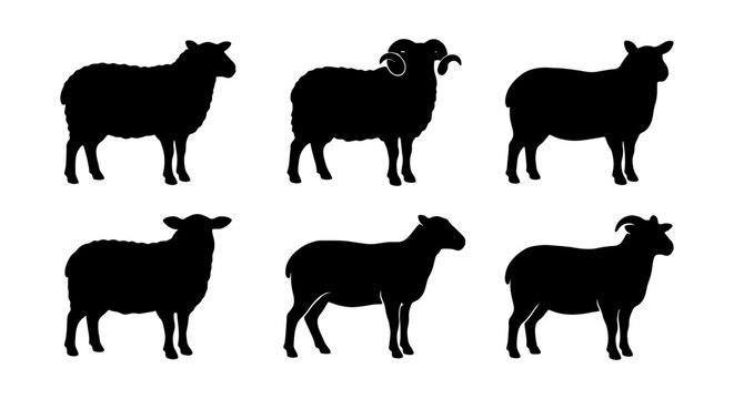 Sheep silhouette vector set, black ram and ewe farm animal icons, 6 livestock elements