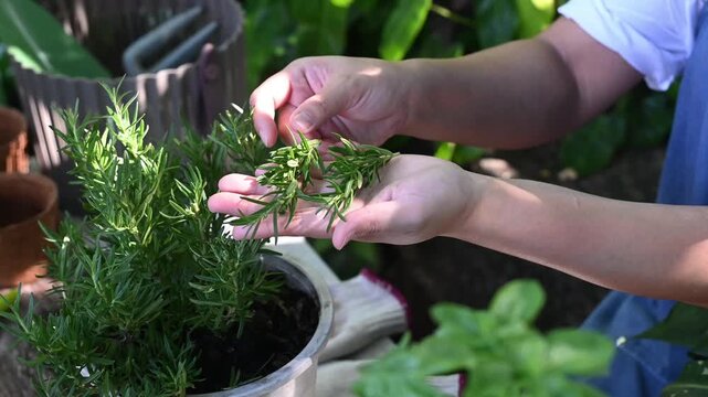 Person pruning herb plant potted rosemary hands hobby lifestyle planting hands holding rosemary cutting over potted herb gardening hobbies lifestyle planting trees creating calming outdoor routine